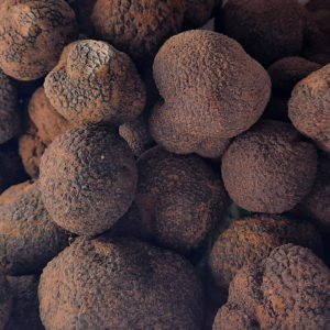 L'expertise et l'expérience de la maison Mure Truffes vous garantissent des truffes fraîches direct producteurs en Vaucluse au meilleur prix.